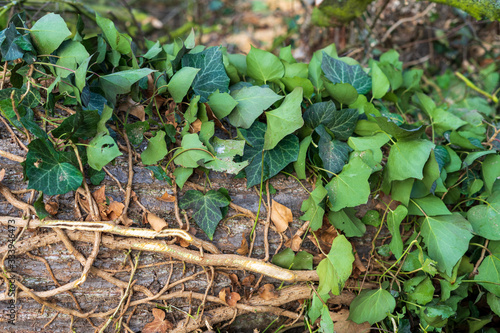 Wood in the forest with leaves and moss. Creeper on the tree.