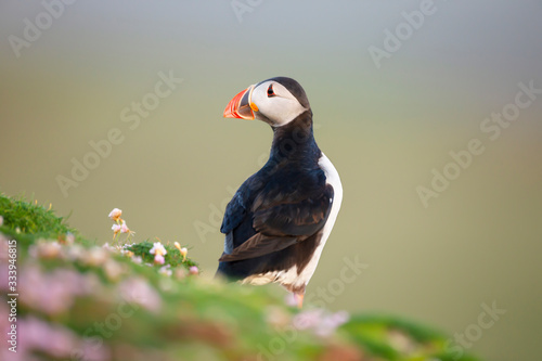 Atlantic puffin in pink sea thrift © giedriius