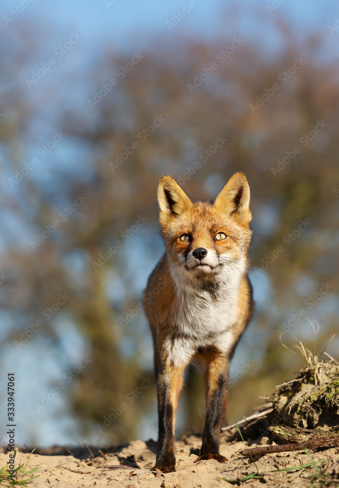Close up of a young Red fox in natural habitat Close up of a young Red fox in natural habitat