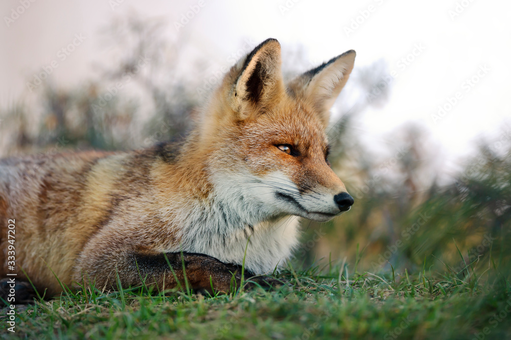 Close up of a young Red fox lying on grass Close up of a young Red fox lying on grass