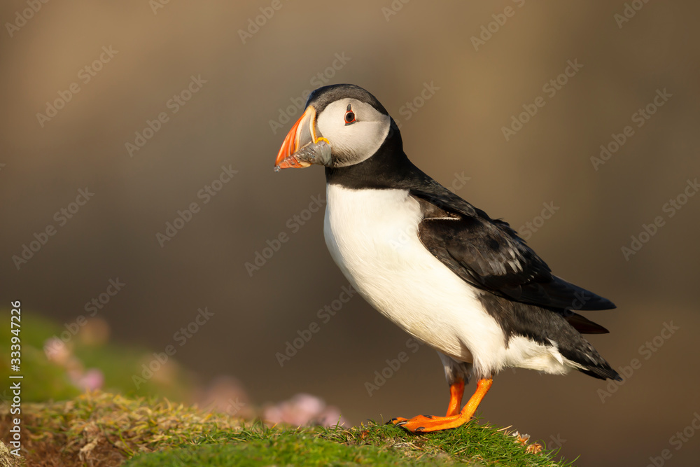 Atlantic puffin with the beak full of sand eels Atlantic puffin with the beak full of sand eels