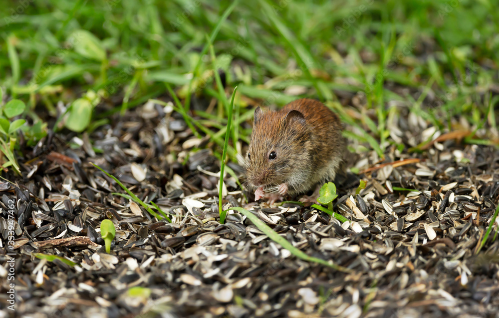 Mouse feeding on a sunflower seeds Mouse feeding on a sunflower seeds