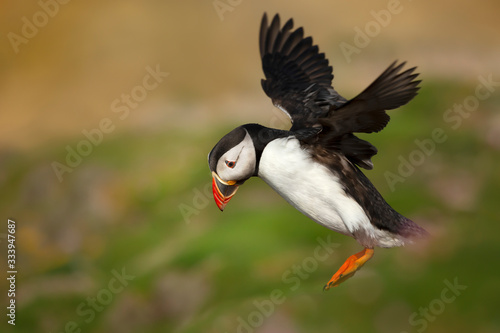 Atlantic puffin landing with the open wings © giedriius