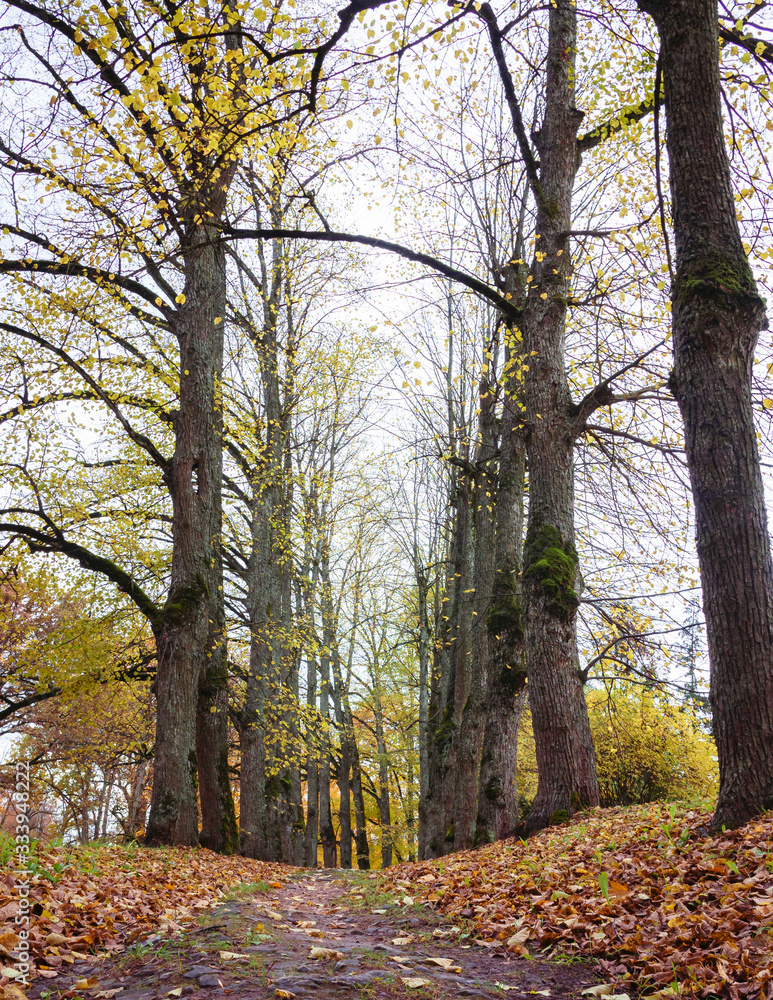the footpath passes through an alley of large, old trees on an autumn day, yellow leaves have fallen around the ground the footpath passes through an alley of large, old trees on an autumn day, yellow leaves have fallen around the ground