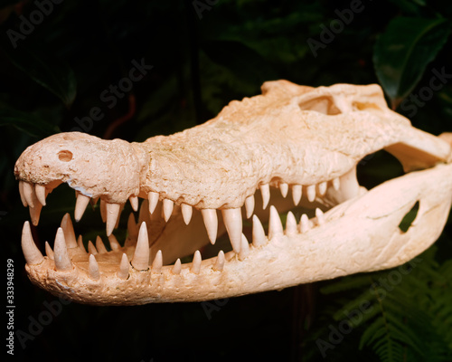 Close-up of alligator skull on a dark jungle background