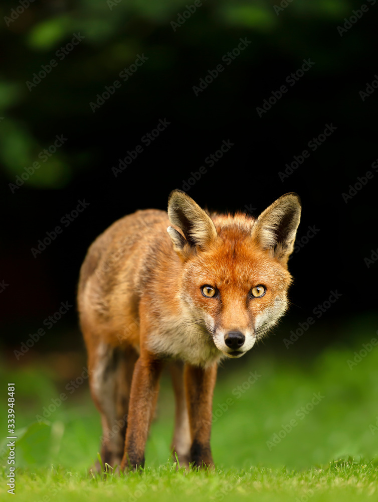 Red fox against dark background