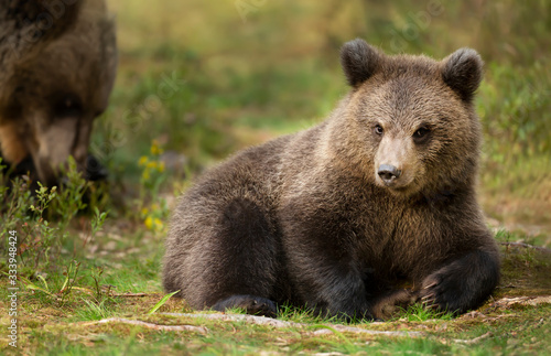 Close up of Eurasian brown bear cub