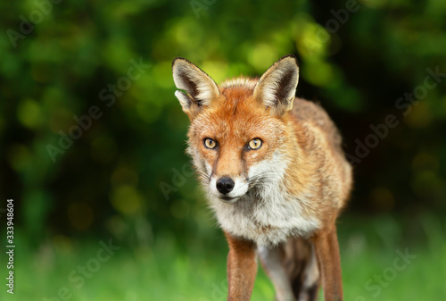 Close up of a Red fox against green background