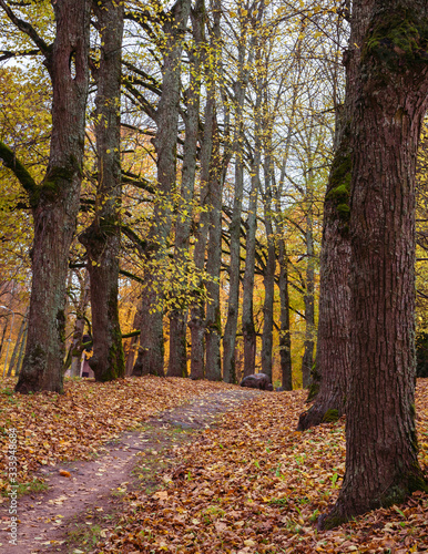 the footpath passes through an alley of large, old trees on an autumn day, yellow leaves have fallen around the ground