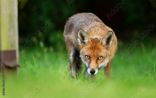 Red fox against dark background