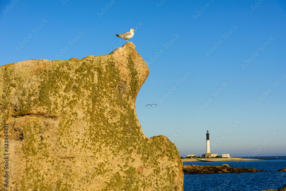 Fotografie la mouette et le pahre