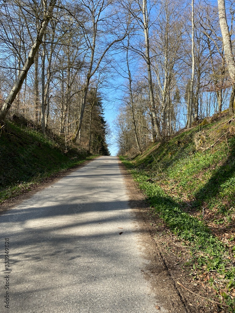 Fototapeta premium road in the forest