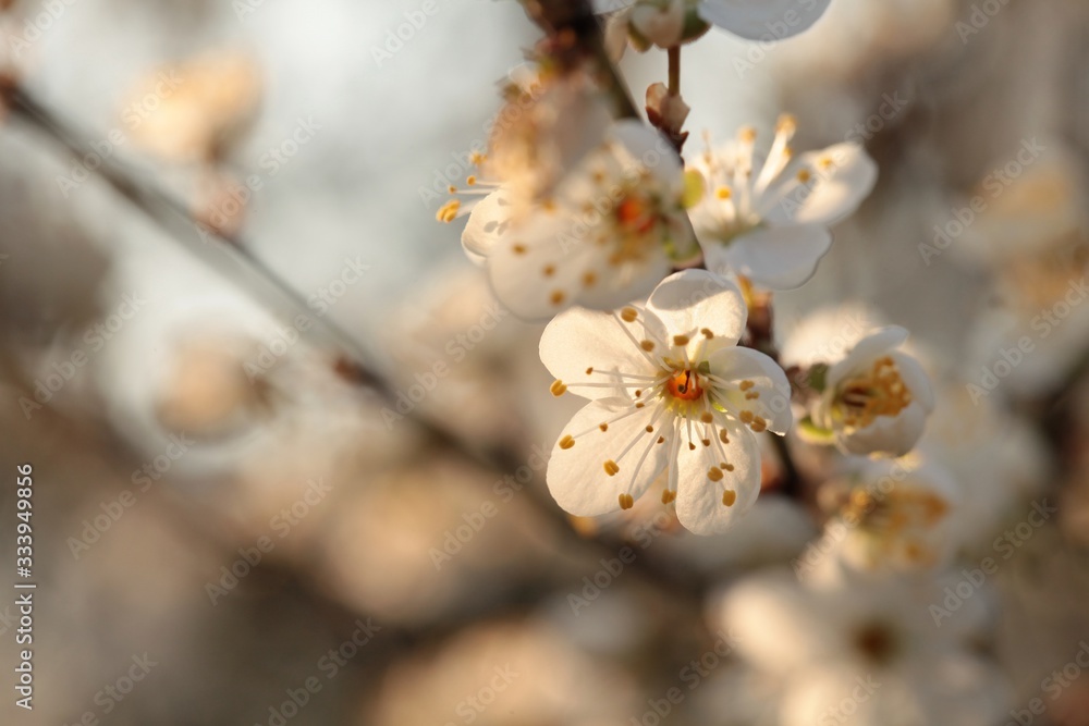 Spring flowers blooming on a tree at dawn