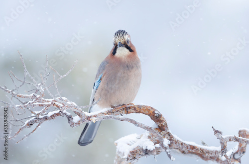 Eurasian jay perched on a tree branch in winter