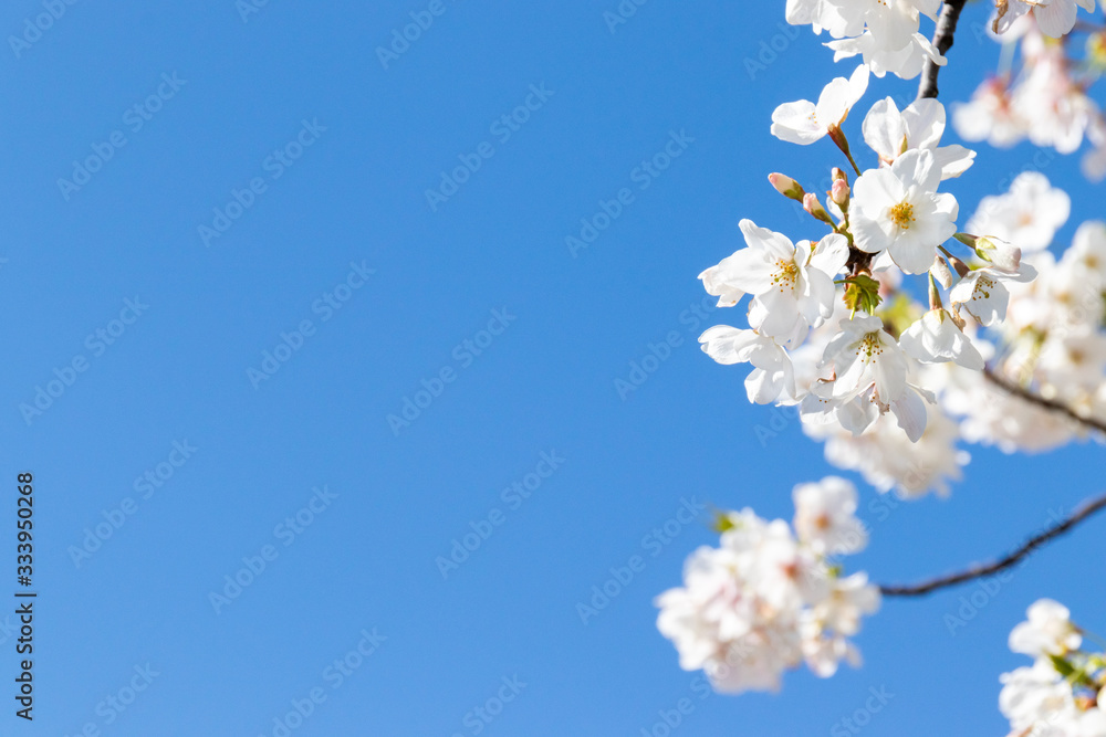 横浜の桜(撮影場所:横浜赤レンガパーク) 横浜の桜(撮影場所:横浜赤レンガパーク)