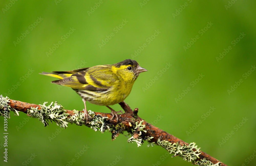 Obraz premium Eurasian Siskin perched on a tree branch
