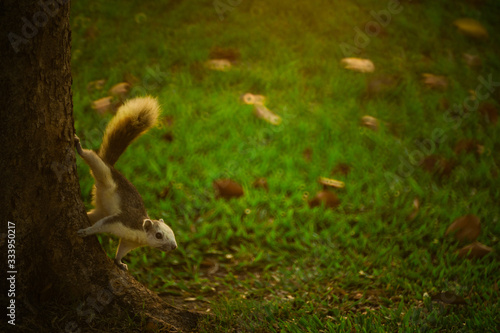 A cute Finlayson's squirrel in thailand © ting_149