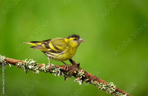 Eurasian Siskin perched on a tree branch photo