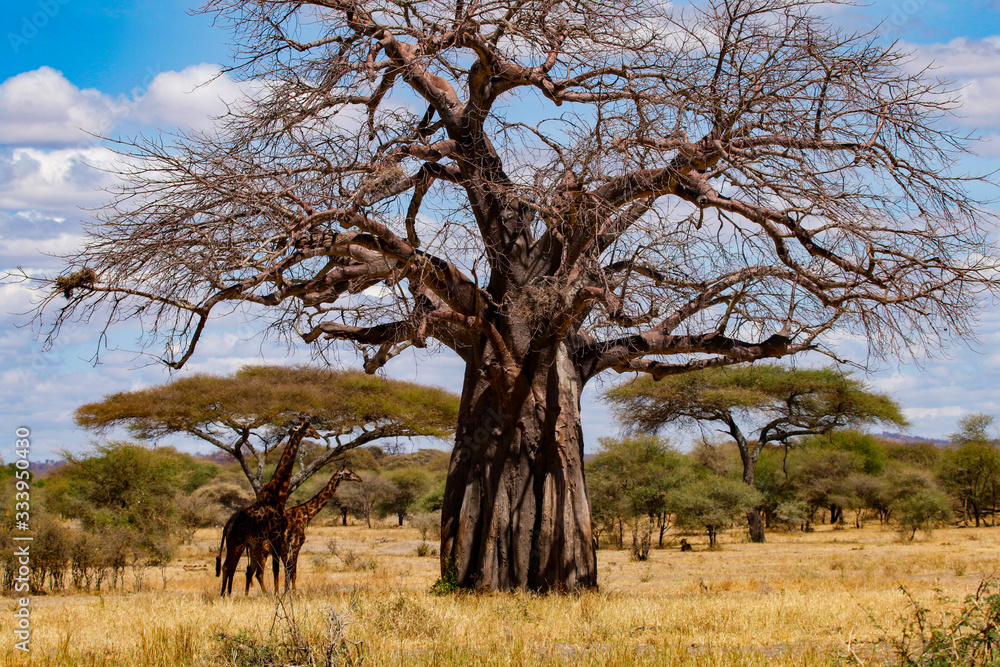 Giraffes and Baobab Serengeti Tanzania Giraffes and Baobab Serengeti Tanzania