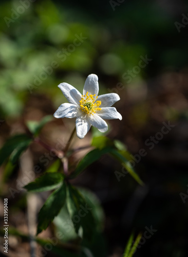 White anemone flowers growing in forest on spring sunny day