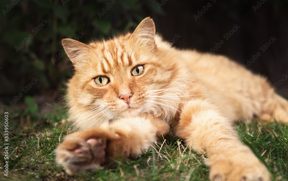 Close up of a ginger cat lying on grass in the garden
