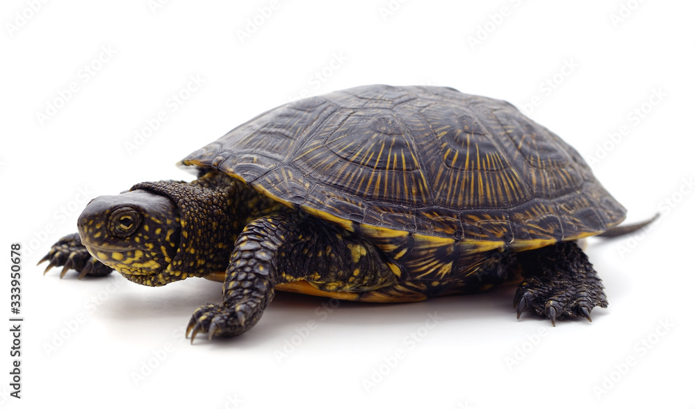 Wild black turtle. Wild black turtle.