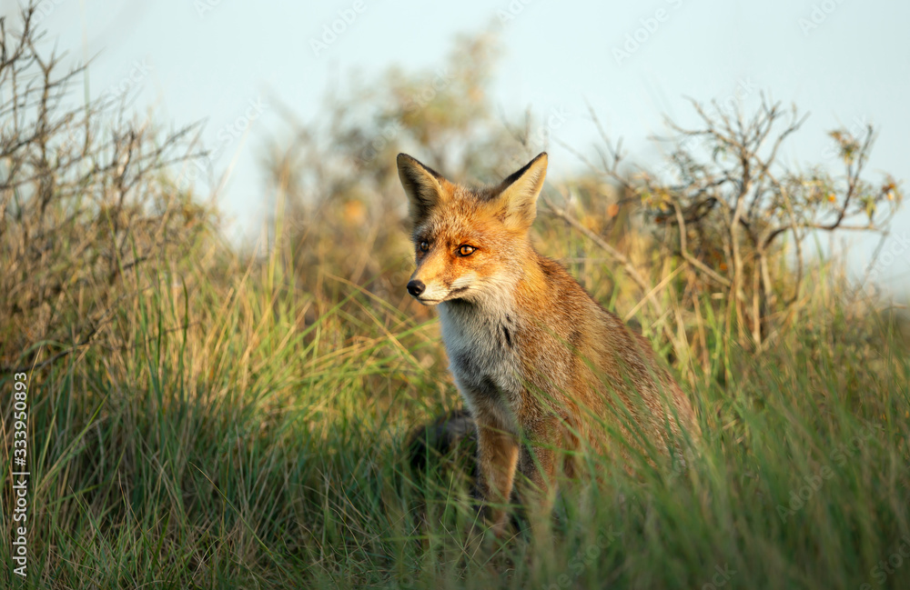 Close up of a young Red fox in natural habitat