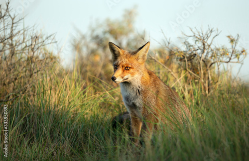 Close up of a young Red fox in natural habitat © giedriius
