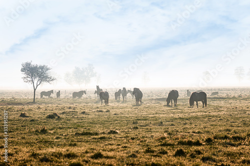 Czarnocin Reserve - a reserve of Polish semi wild  horses - Konik Polski  . photo