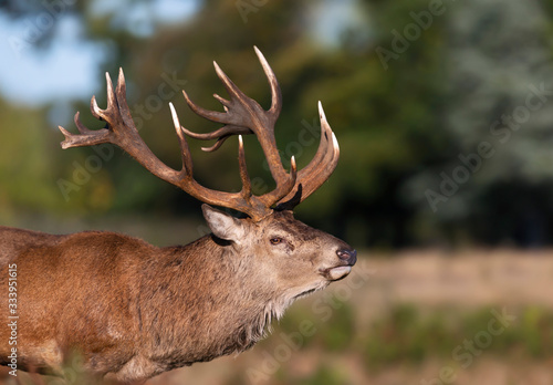 Close-up of a red deer stag in autumn