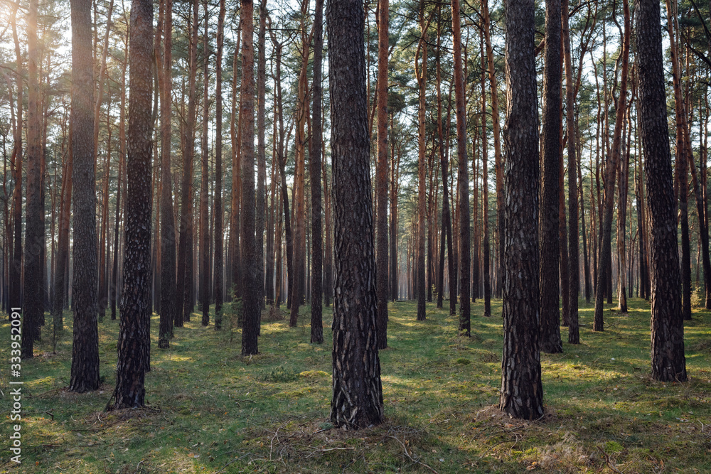 Fototapeta premium View of a dense forest in Brandenburg, Germany