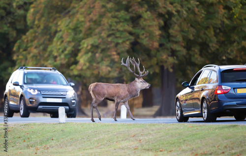 Photography Red deer in urban environment