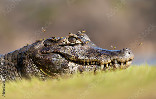 Portrait of a Yacare caiman with flies