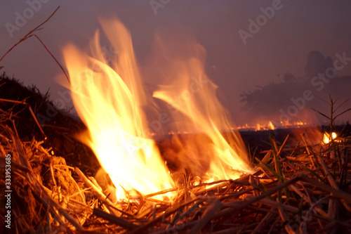Burn rice stubble with flames and smoke causing PM2.5 dust. all around the rice fields at evening.