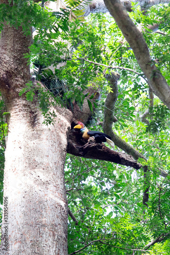 An hornbill on a tree at Tangkoko park