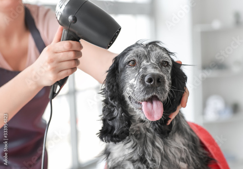 Obraz na plátně Female groomer drying dog's hair after washing in salon