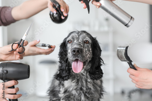 Cute dog and groomers with tools in salon photo