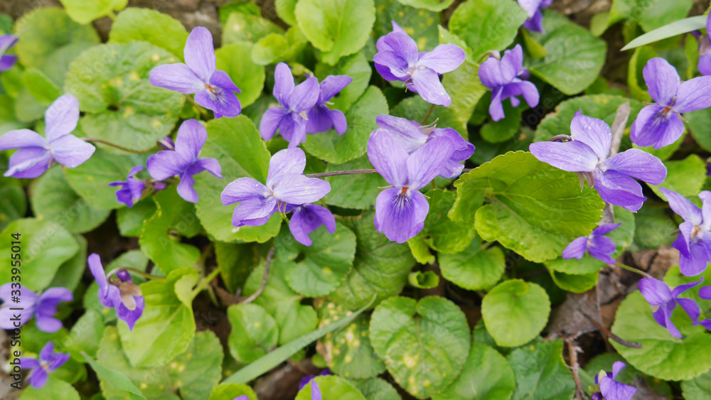 Browallia speciosa a blue-violet perennial grown as an annual flowering plant called the Amethyst Flower or Bush Violet. Grown in the spring in the garden Browallia speciosa a blue-violet perennial grown as an annual flowering plant called the Amethyst Flower or Bush Violet. Grown in the spring in the garden