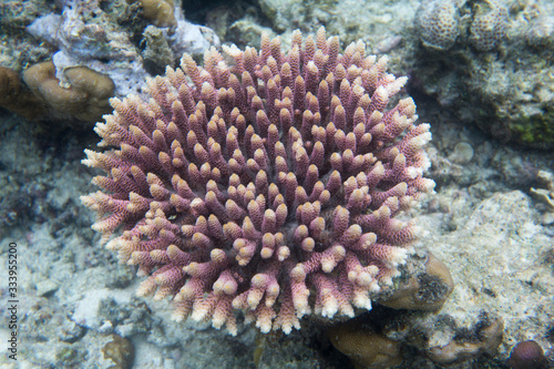 An acropora coral picture in Togian islands © mauriziobiso