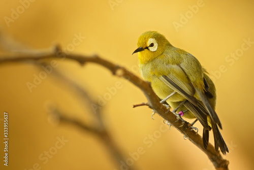 Indian White-eye - Zosterops palpebrosus, small beautiful yellow perching bird from India bushes and woodlands, India. photo