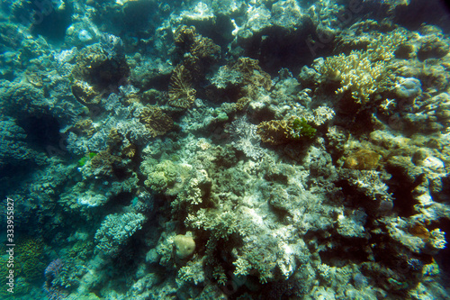 View of the coral reef