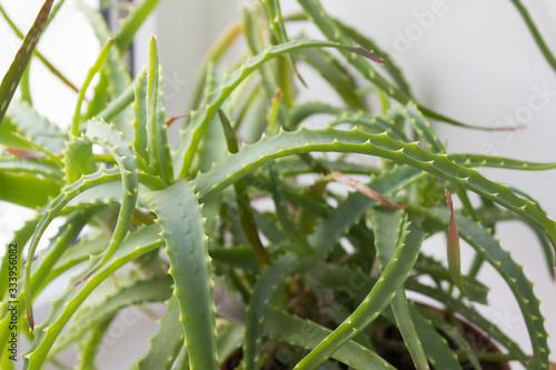 Aloe vera plant. Home flowerpot