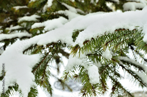 Pine Branches covered with Snow.