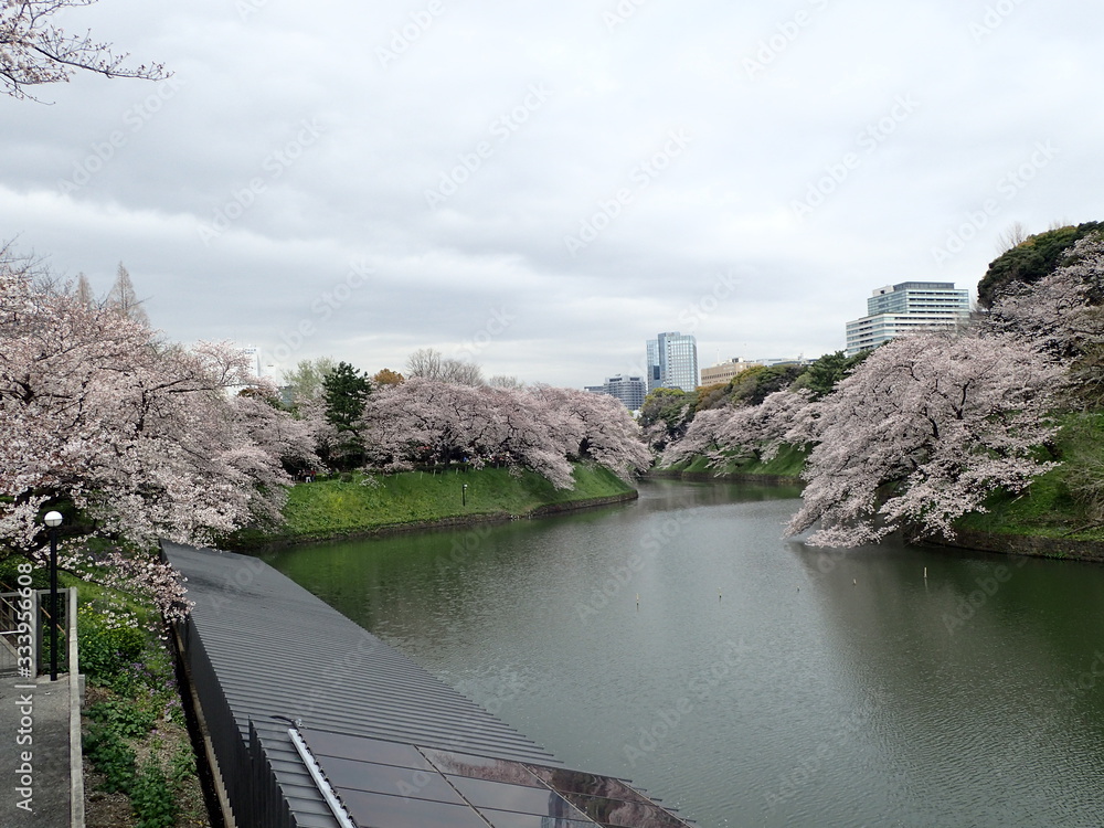 2020年自粛中の千鳥ヶ淵の満開の桜
