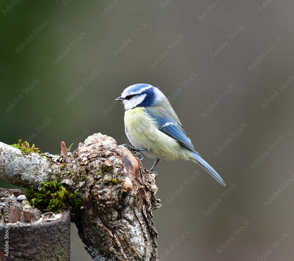 Blaumeise am Baum