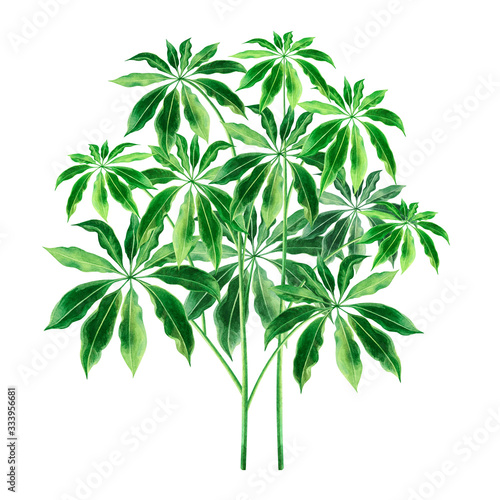 Watercolor painting tree green leaves palm leaf isolated on white background.Watercolor hand drawn illustration tropical aloha exotic leaf for wallpaper tree jungle Hawaii style pattern.