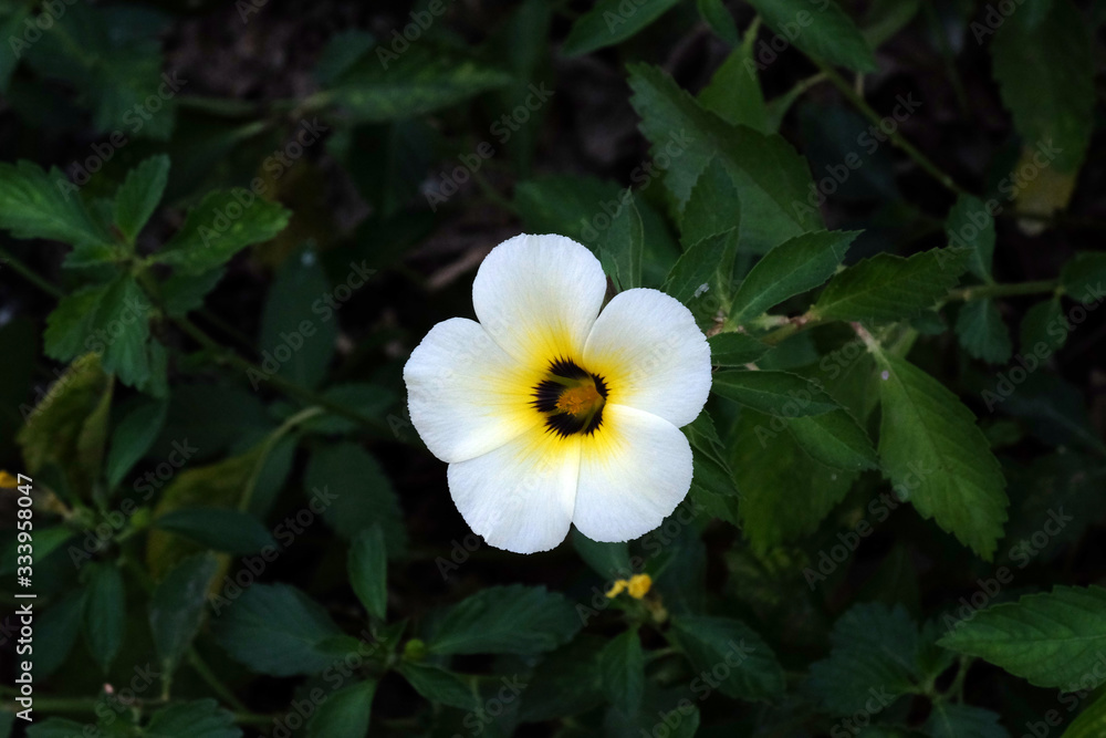 Turnera diffusa, known as damiana flower blooming in garden, Kumrokhali, West Bengal, India Turnera diffusa, known as damiana flower blooming in garden, Kumrokhali, West Bengal, India