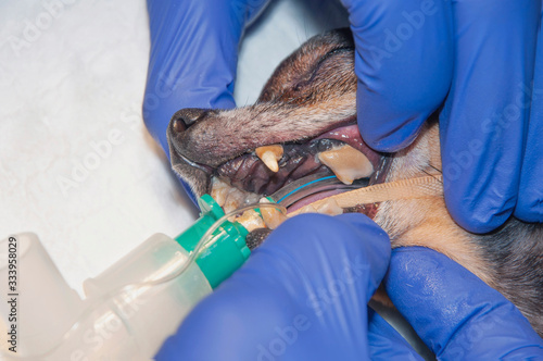 A lot of tartar/calculus dental in the dog on the corner teeth (concept veterinary stomatology)