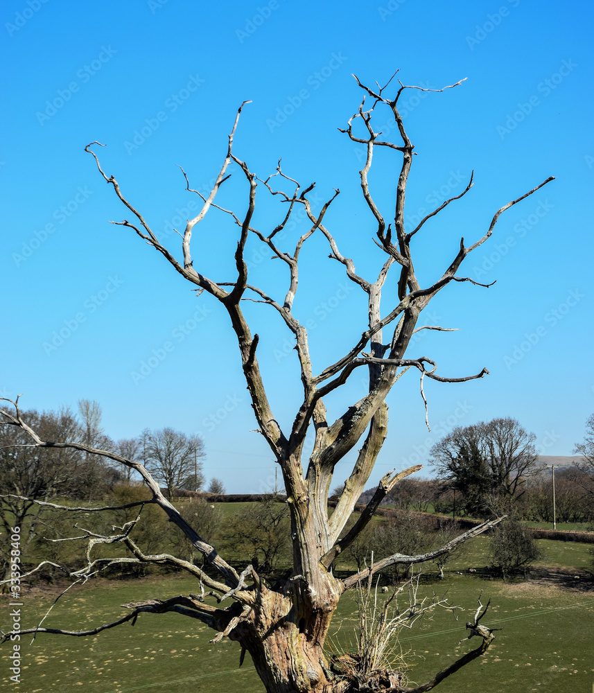 Dead Tree