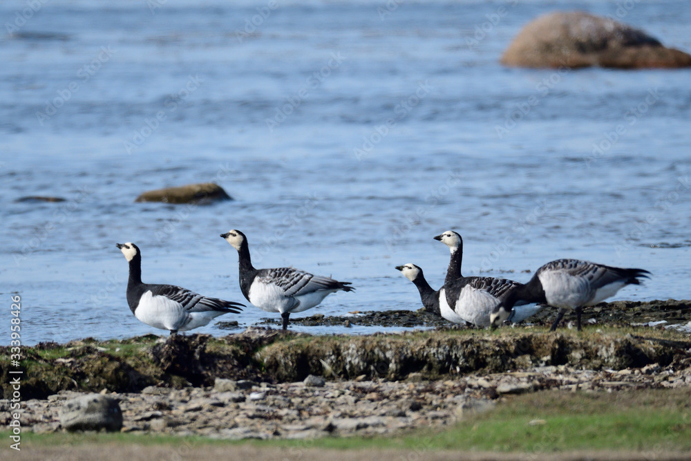 Weißwangengans oder Nonnengans (Branta leucopsis) Weißwangengans oder Nonnengans (Branta leucopsis)